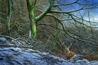 928-woodland-encounter-red-deer-stag