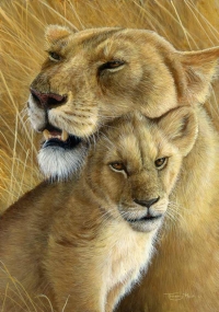 933-bonded-lioness-and-cub