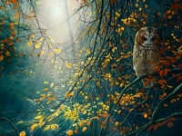 936-tawny-owl