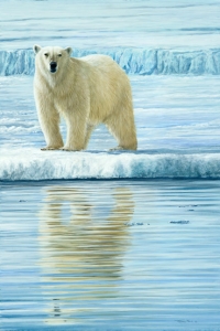 944-curious-bear - Svalbard