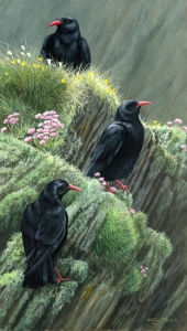 945-choughs-at-langness