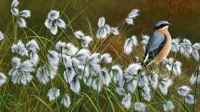 946-wheatear-in-cottongrass