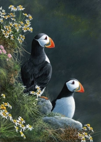 949-puffins-peel-hill