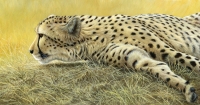 954-cheetah