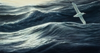 958-light-and-sea-wandering-albatross
