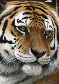 962-tiger