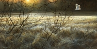 965-winter-light-barn-owl