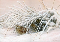 966-woodcock-in-winter