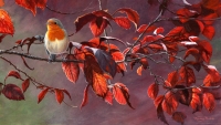 971-robin