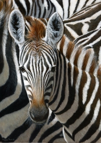 973-stripes