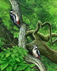 976-gt-spotted-woodpeckers-cropped