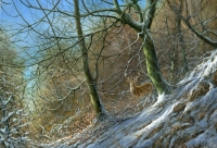 979-woodland-edge-stag