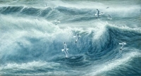 984-wild-sea-kittiwakes