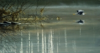 985-still-morning-heron