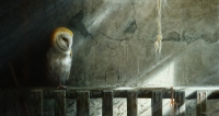 986-barn-owl