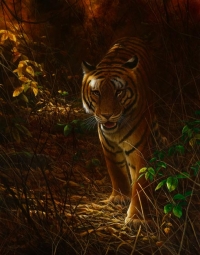 987-tiger-odyssey