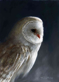 1416 Barn-owl-