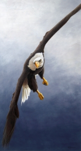 1069-incoming-bald-eagle