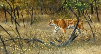 1144-Dry forest, Ranthambore - tiger