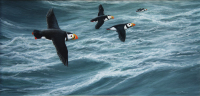 1158a-Heading-home-puffins