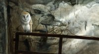 1304-Shadows-barn-owl