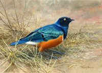 1313-Superb-Starling-Tanzania