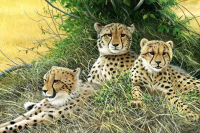 1356-Family-cheetahs-22x15