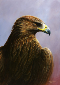 1372-Golden-Eagle