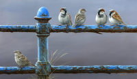 1374-Social-distancing-House-sparrows