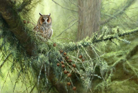 1376-Light in the forest - eared-owl