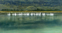1377-lesser-flamingos-Lake-Tsimanampetsotsa-scan