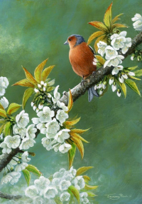 1378-Spring-blossom-chaffinch