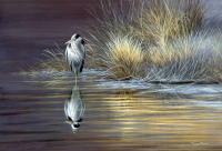 1379-cold-morning-light-heron