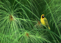 1380-Masked-Weaver