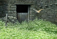 1387-Spring-flight-barn-owl