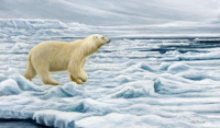 1389-Ice realm - Polar-bear