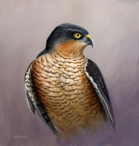 1401-Sparrowhawk-stamp