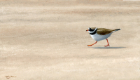 1422-'Places to go'-ringed-plover