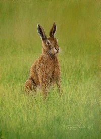 1429Hare