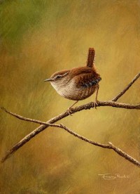 1433-wren