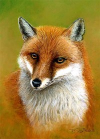 1437-fox