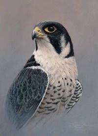 1438-peregrine-copy
