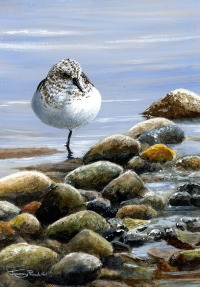 1442-sanderling