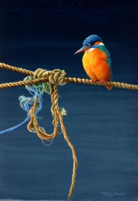 1443-Kingfisher-Peel