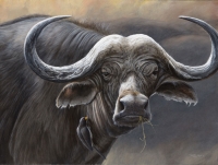541-buffalo and oxpecker