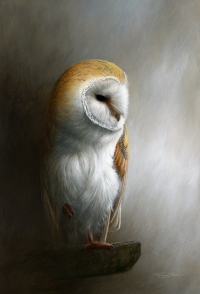 930-barn-owl