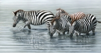 932-zebra-water-hole