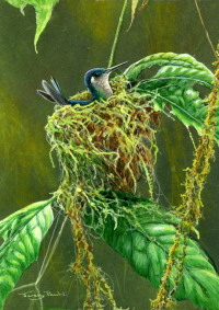 1096-liovet-headed-hummingbird-nest