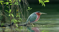 1142-GreenHeron