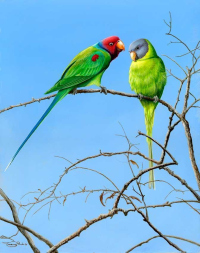 1205-blossom-headed-parakeets